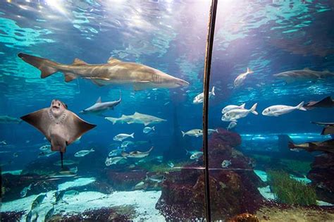 Barcelona Aquarium - Info & Tickets l'Aquarium