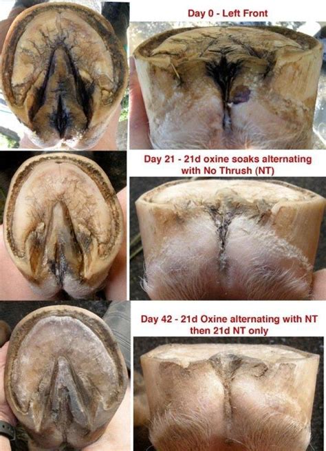 Great pics of Thrush and shows the damage to hoof structure that it can cause. www ...