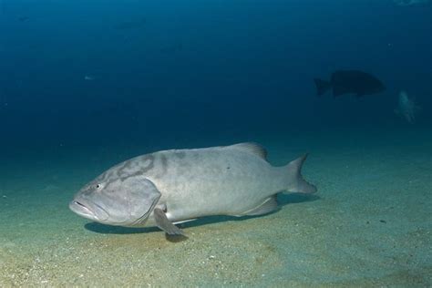 Gulf Grouper | NOAA Fisheries