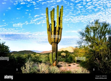 Sonoran Desert Sunset Arizona Stock Photo - Alamy