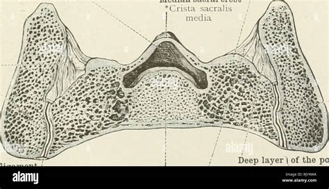 . An atlas of human anatomy for students and physicians. Anatomy. Auricular surface Facies ...