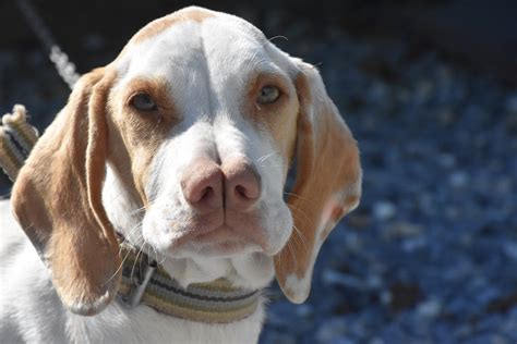 Free stock photo of catalburun, hunting dog, tarsus