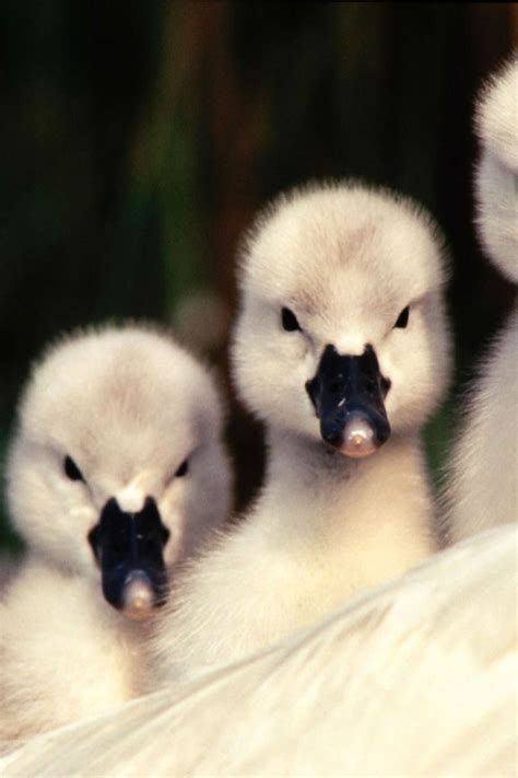 Images Of Baby Animals