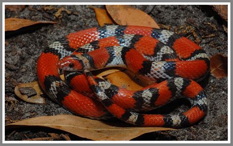 Scarlet Snake | Florida Backyard Snakes