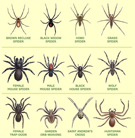 How to Spider-Proof Your Home (There’s One Thing That Actually Works) | Spider identification ...