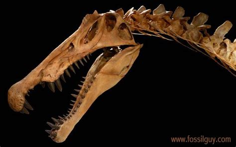 Spinosaurus - The First Semi Aquatic Dinosaur! Facts and Information - All About the Cretaceous ...