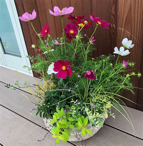 Planting Designer.Cosmos | Garden yard ideas, Container gardening, Plants