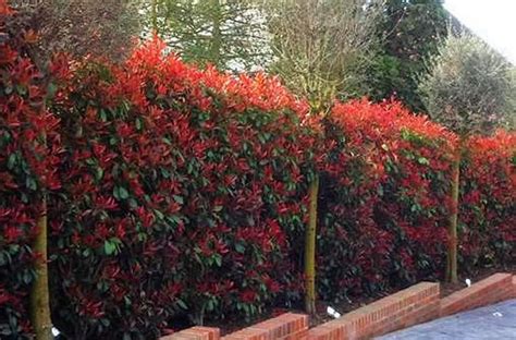 Photinia Red Robin Hedge. Red Robin Hedging Online UK & IRL | Garden ...