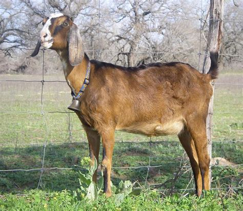 Nubians are the most popular goat breed, big, usually brown, high butterfat content in their ...