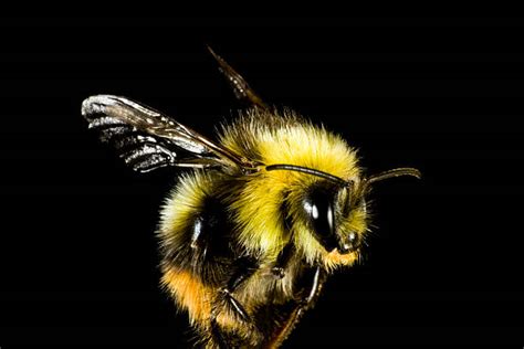 Royalty Free Bumblebee Pictures, Images and Stock Photos - iStock