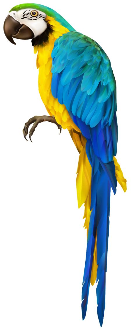 Download High Quality parrot clipart transparent background Transparent ...