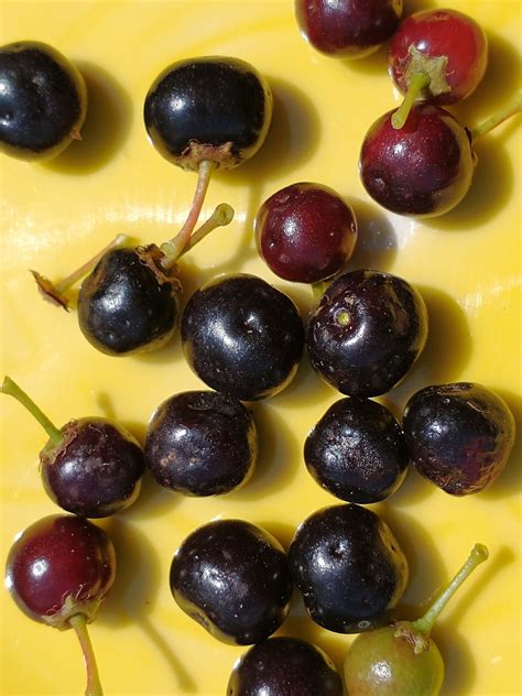 Black Cherry Fruit (wild) – Mountain Figs