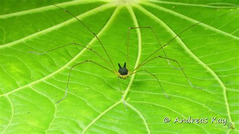 Bunny Harvestman Spider facts - The Spider Blog