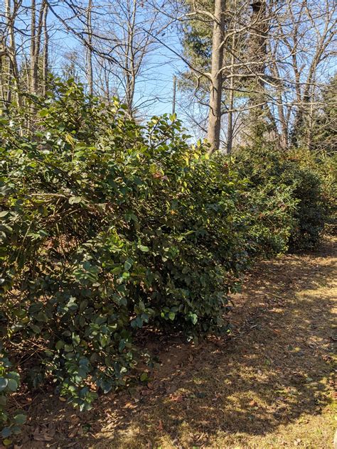 Pruning the Holly - The Martha Stewart Blog