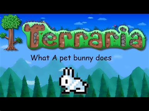 Terraria: What a pet Bunny does - YouTube