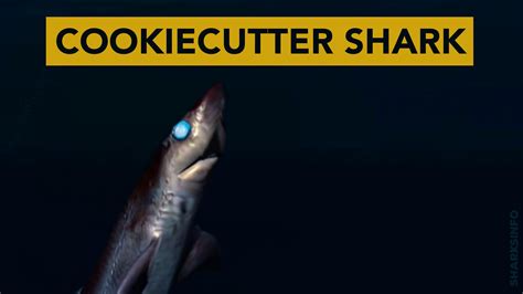 The Cookiecutter Shark -13 Facts - sharksinfo.com