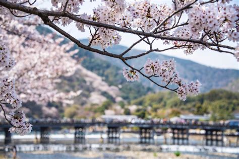 Kyoto Cherry Blossom 2024 - Bess Marion