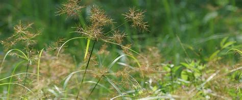 Fort Lauderdale's Handy Guide To Sedge Weeds