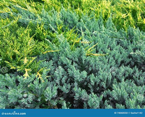 Juniperus Horizontalis `Golden Carpet` and Juniperus Squamata `Blue Carpet` Stock Photo - Image ...