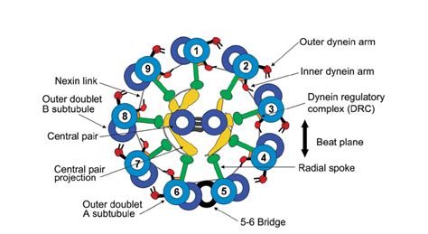 The eukaryotic flagellar axoneme. A schematic diagram showing the ...