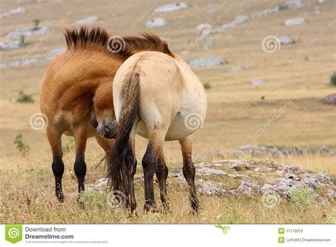 Przewalski horses stock image. Image of nature, landscape - 11773013