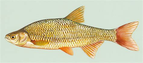 Golden Shiner - Notemigonus crysoleucas image - Free stock photo - Public Domain photo - CC0 Images