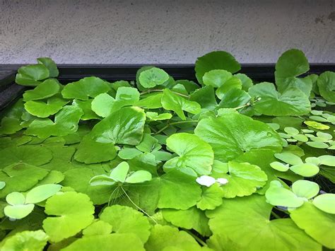 (Species Guide) Cold Water Aquarium plants: Everything you Should Know