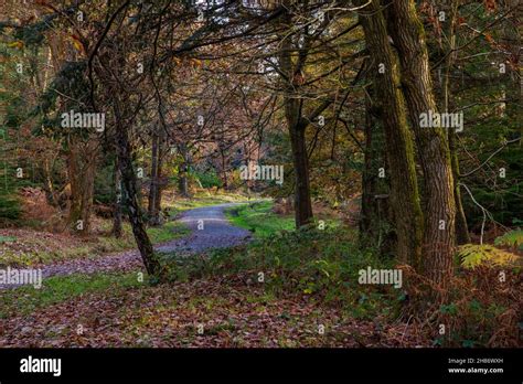 Autumn in the Wyre Forest in Worcestershire, England Stock Photo - Alamy