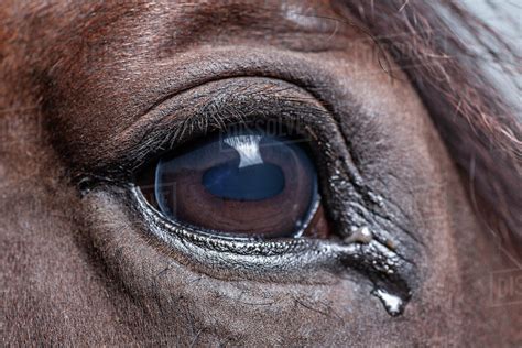 Close -up of horse eye - Stock Photo - Dissolve