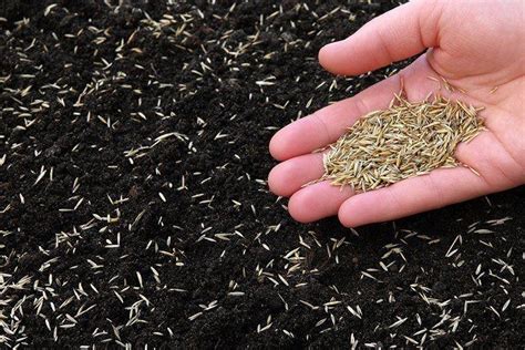 How Long for Grass Seed to Germinate: The Surprising Truth