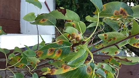 Pear tree disease! — BBC Gardeners' World Magazine