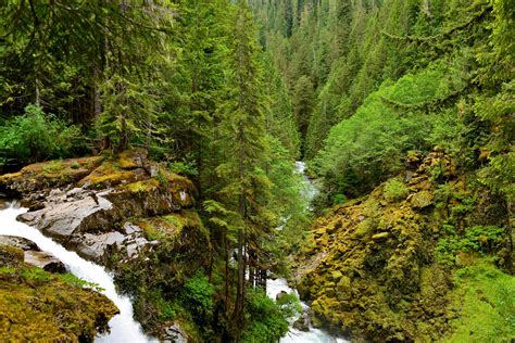 forest, Pine trees, River, Trees HD Wallpapers / Desktop and Mobile ...