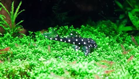 Aquarium black catfish with white dots | Stock Photo | Colourbox