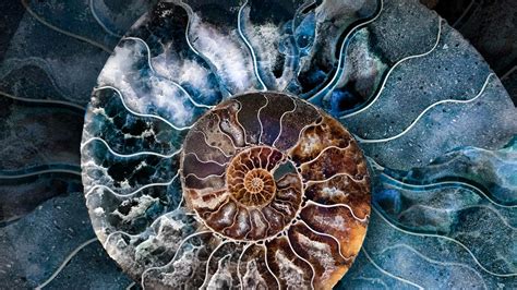 Ammonite Shell – Bing Wallpaper Download