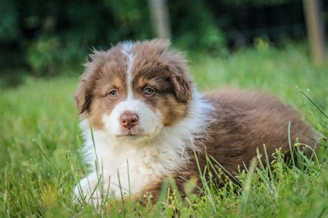 Australian Shepherds Shed? Brief Overview