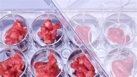 Lab-Grown Meat Is Safe to Eat, According to the FDA - CNET