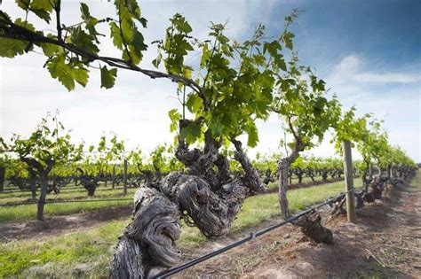 Why is Australia So Synonymous with Shiraz? • Winetraveler