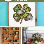 15 UNIQUE DIY Succulent Planter Ideas for 2019