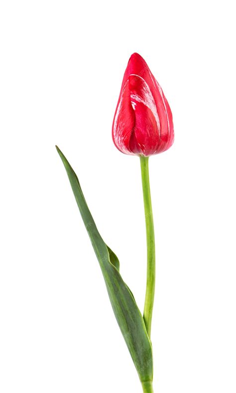 Premium Photo | Tulip on a long stem with leaves, isolated on white ...