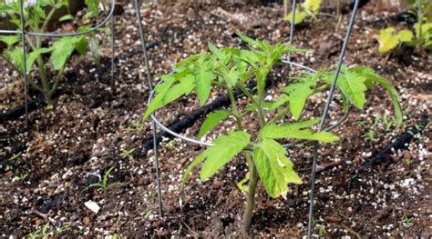 How Far Apart Should You Plant Tomato Plants?