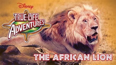 The African Lion | Disney+