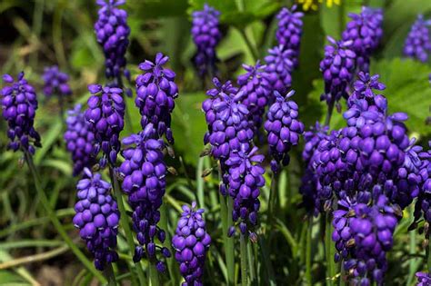 How to Grow and Care for Grape Hyacinth | Gardener’s Path