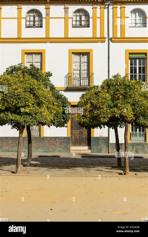 Seville orange trees line a street in in Seville Spain Stock Photo - Alamy