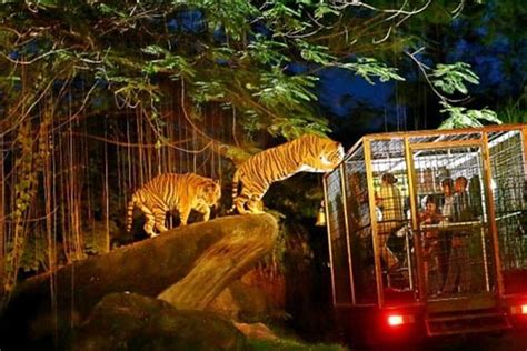 Singapore Night Safari Ticket & Dinner Coupon With DropOff To Indian ...