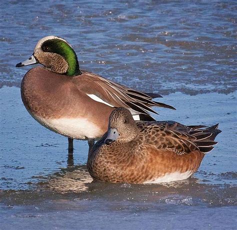 Pin by Marc Villien on Marc's Ducks | Duck pictures, Waterfowl taxidermy, Waterfowl hunting