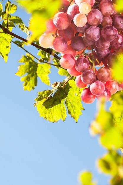 Premium Photo | Red bunch of grape in the backlight