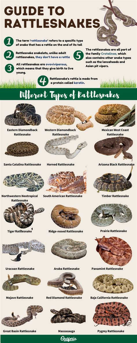 How Many Different Kinds Of Rattlesnakes Are There?