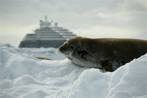 How Much Does an Antarctica Cruise Cost? | CVHQ