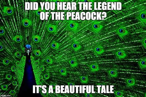 Peacock meme | Memes, Peacock, Animals