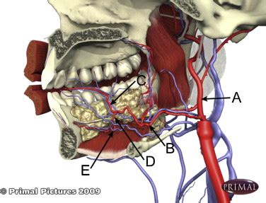 A new method for displaying the lingual artery using high-resolution three-dimensional phase ...